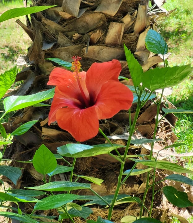 Gartenanlage Hotel Delphin Imperial