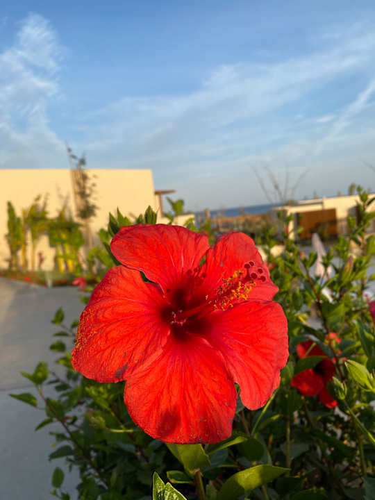 Gartenanlage JAZ Elite Riviera