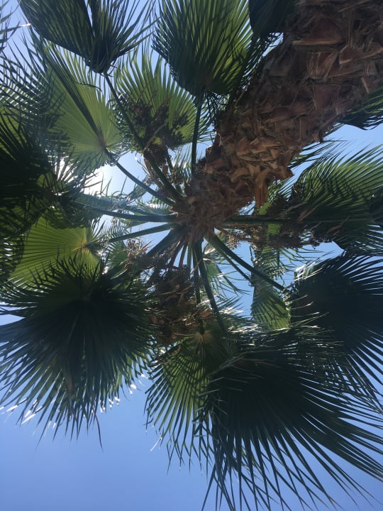 Gartenanlage Hotel Royal Garden Beach