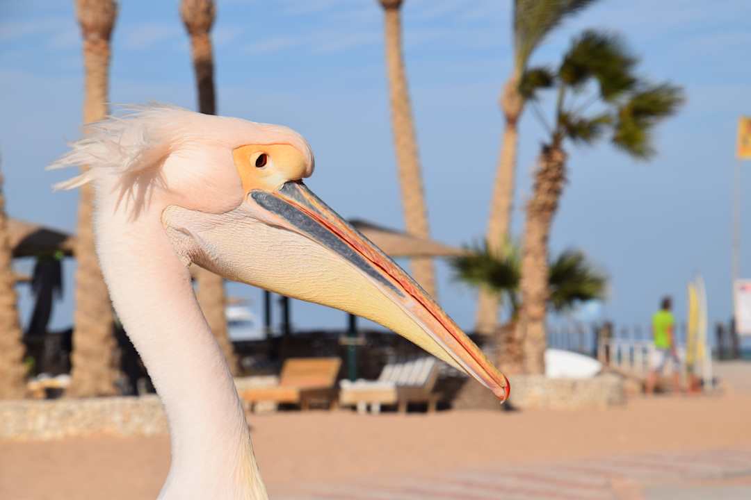 Strand Golden Beach Resort