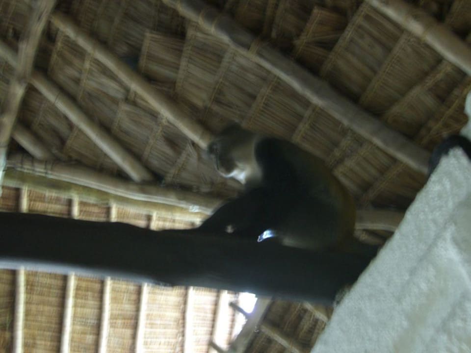 Kleiner harmloser Besucher Hotel Southern Palms Beach Resort