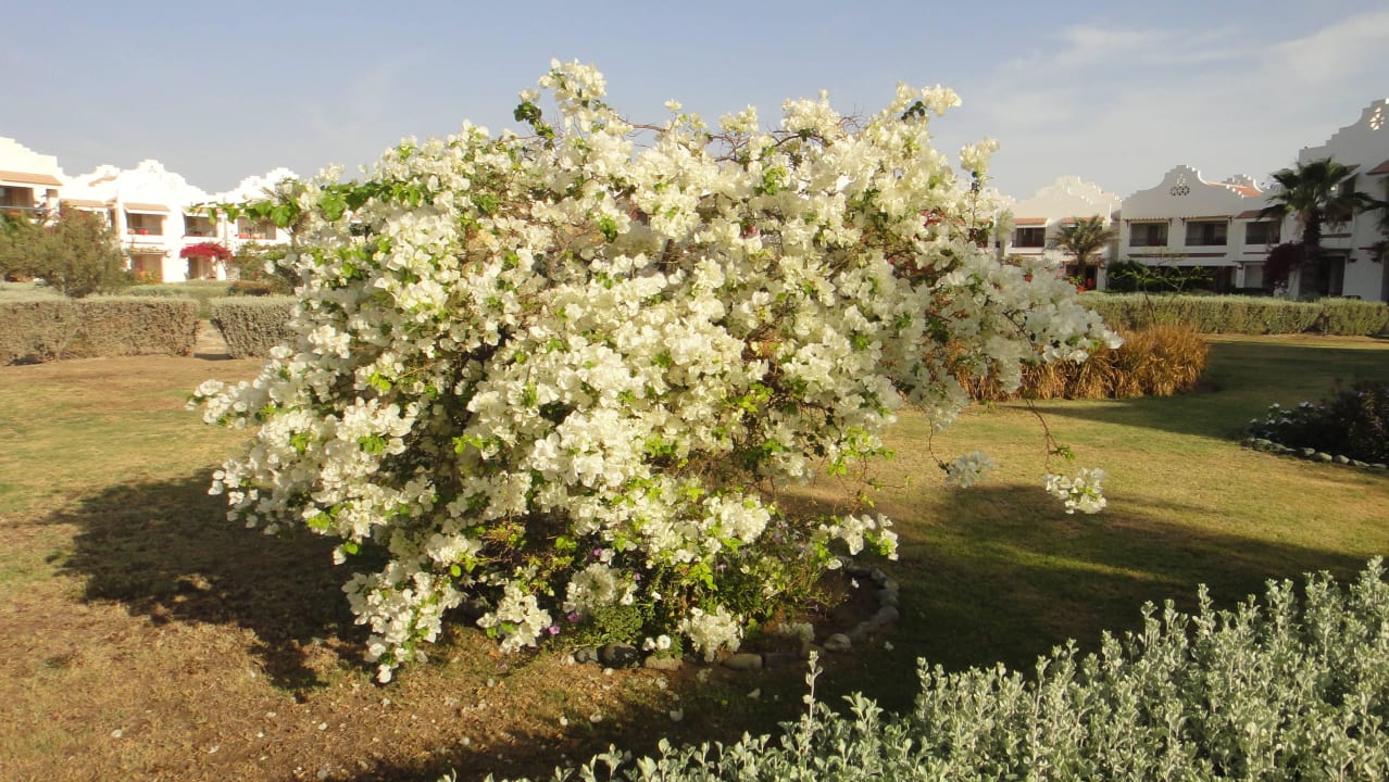 Blütenpracht Lahami Bay Beach Resort