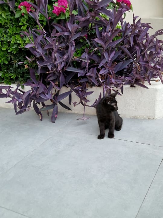 Sonstiges Bella Resort & Spa