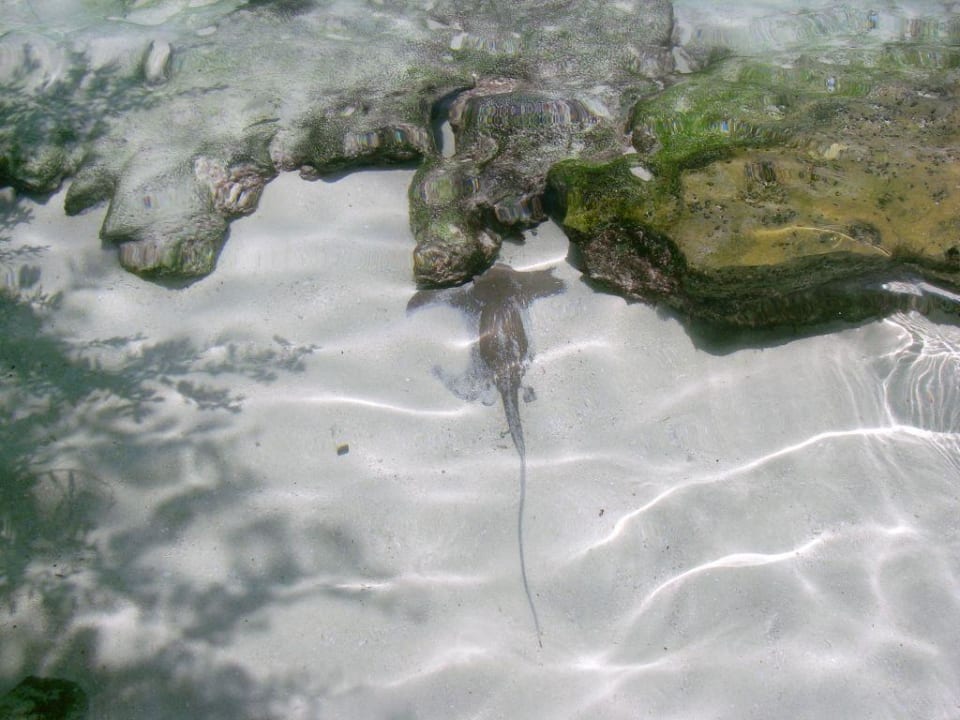 Kleiner Rochen, direkt am Strand Summer Island Maldives