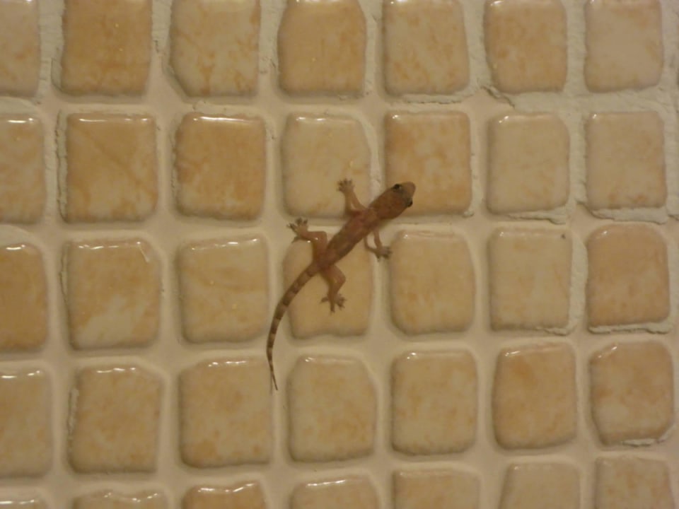 Badezimmerbesuch Hotel Jagua Affiliated by Meliá