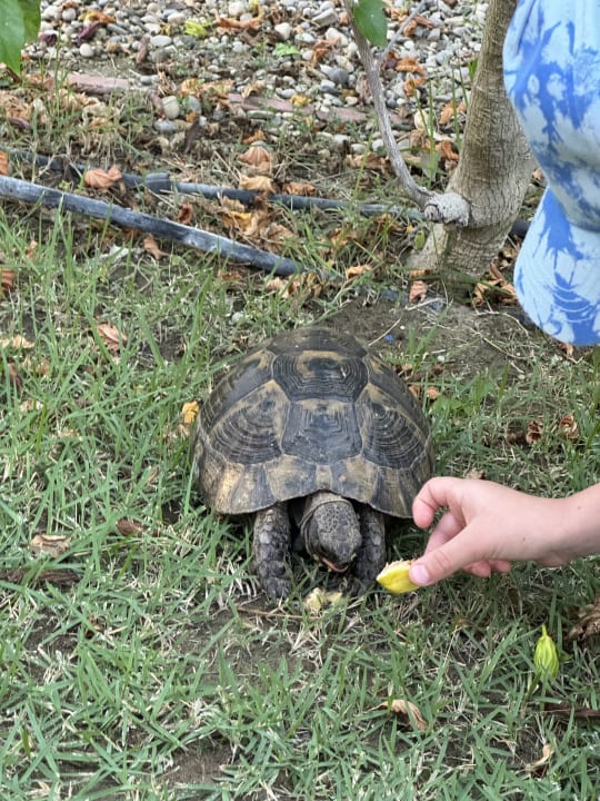 Gartenanlage Güral Premier Belek