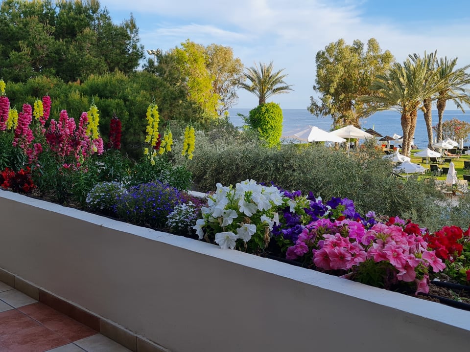 Ausblick Constantinou Bros Athena Royal Beach Hotel