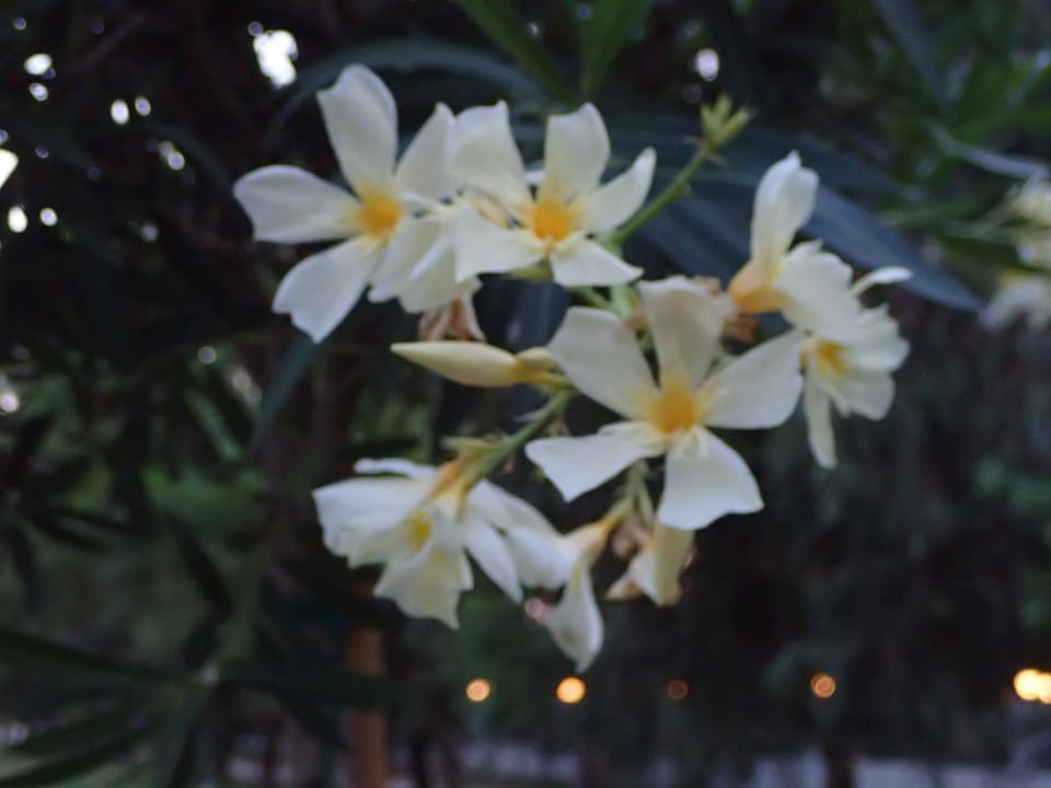 Sonstiges Royal Seginus