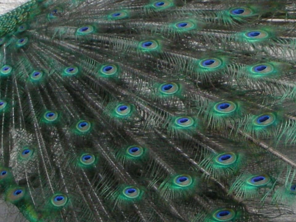 Paw Hotel Bursztynowy Palac