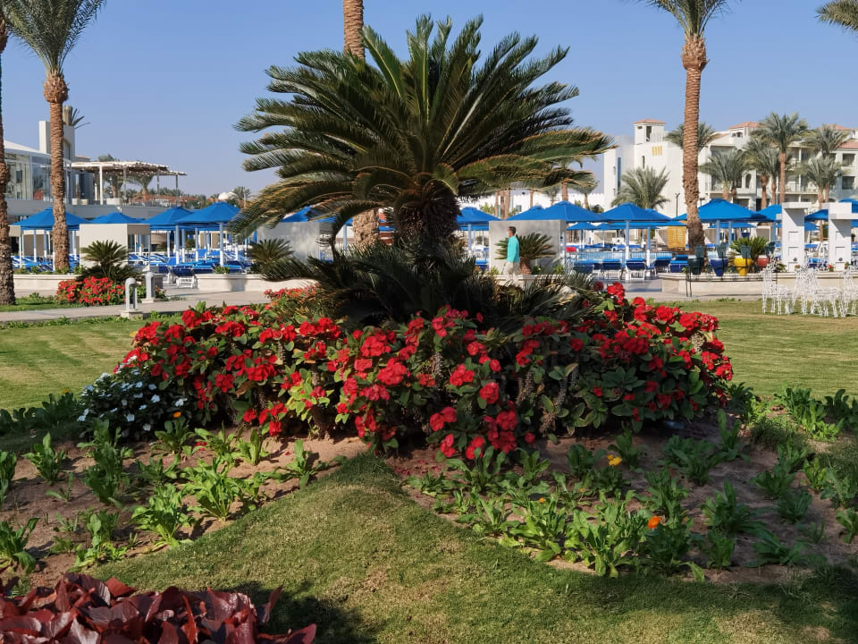 Gartenanlage Pickalbatros Dana Beach Resort - Hurghada