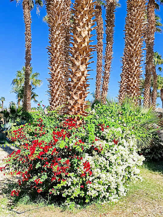 Gartenanlage Lotus Bay Beach Resort