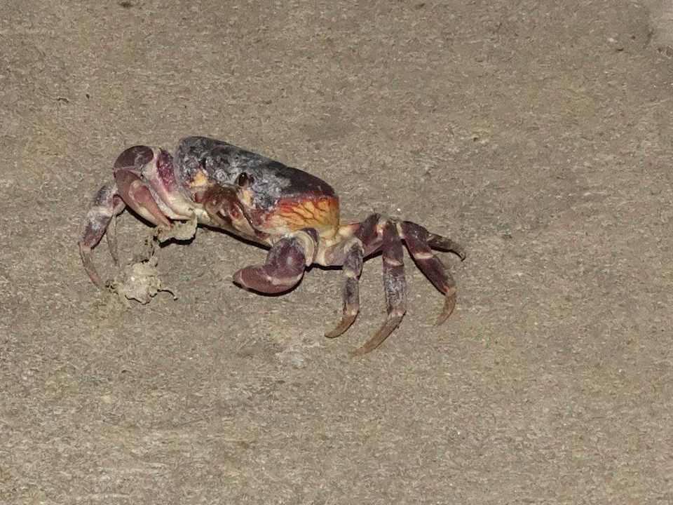 ... auch ich benütze die kleinen Wege  Koh Tao Bamboo Huts