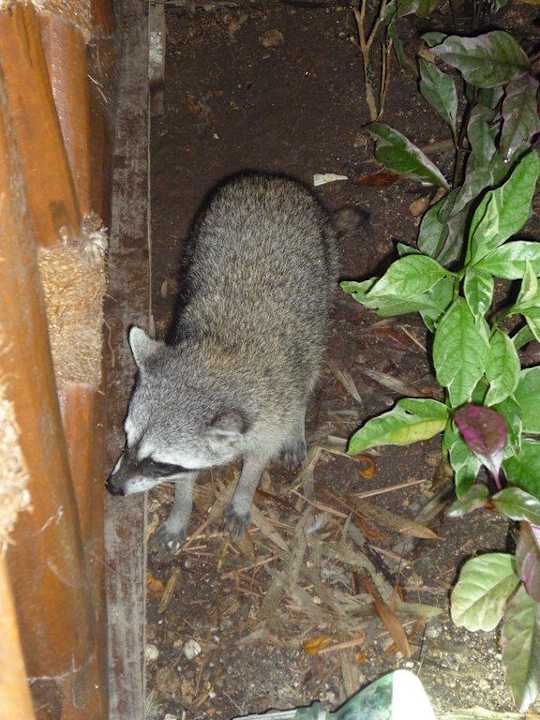 Waschbär  Grand Palladium Select White Sand Resort & Spa