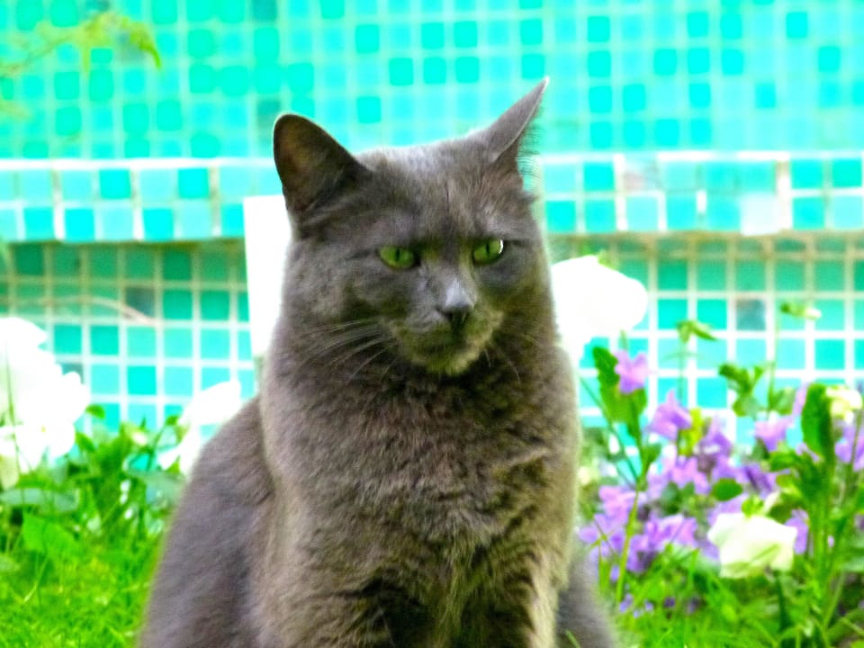 Katze gehört zum Personal Hotel Casa Boccassini