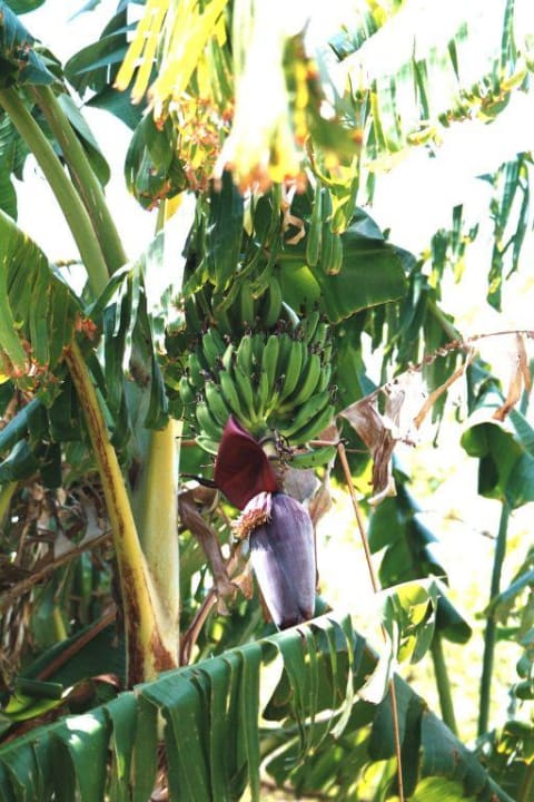 Bananen an einer Palme in der Gartenanlage The Grand Hotel Hurghada