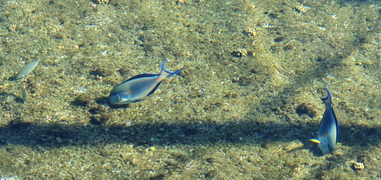 Strand Pickalbatros Villaggio Resort - Portofino