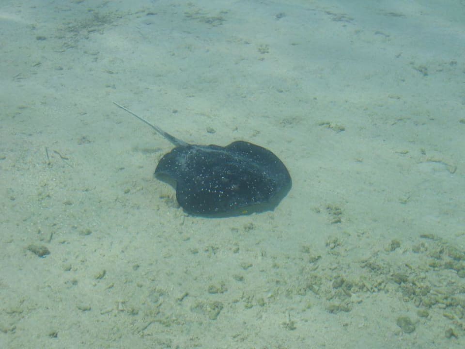 Direkt am Strand von Meeru Meeru Maldives Resort Island