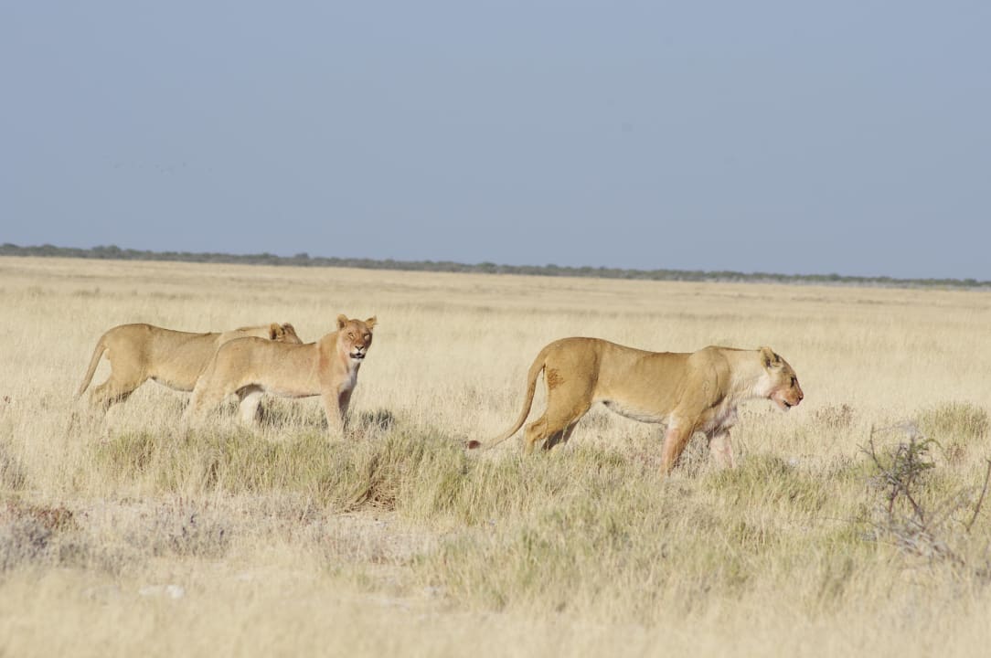 Frisch gestärkt Okaukuejo Camp