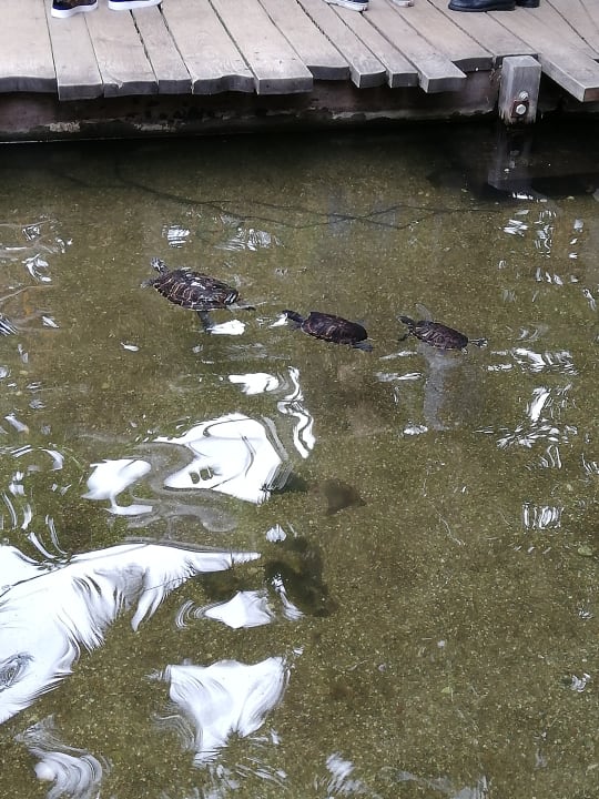 Sonstiges Center Parcs De Kempervennen