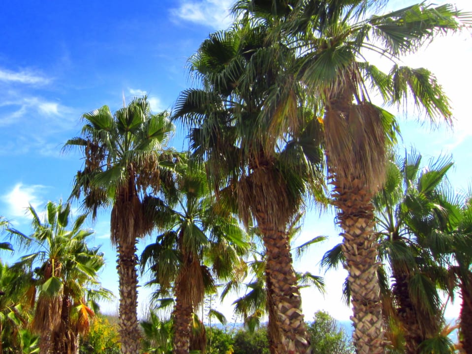 Gartenanlage Fuerte Conil-Resort