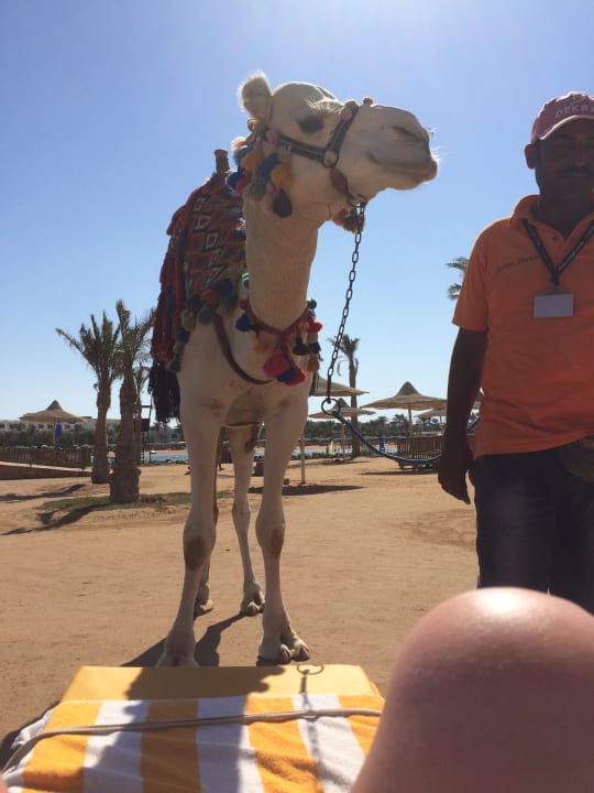 Casavova Desert Rose