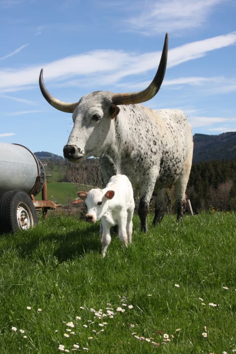Gartenanlage Ferienwohnungen Grünberghof