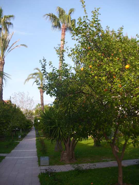 So schön , mit Orangen-und Zitronenbäumen Hotel Sirma