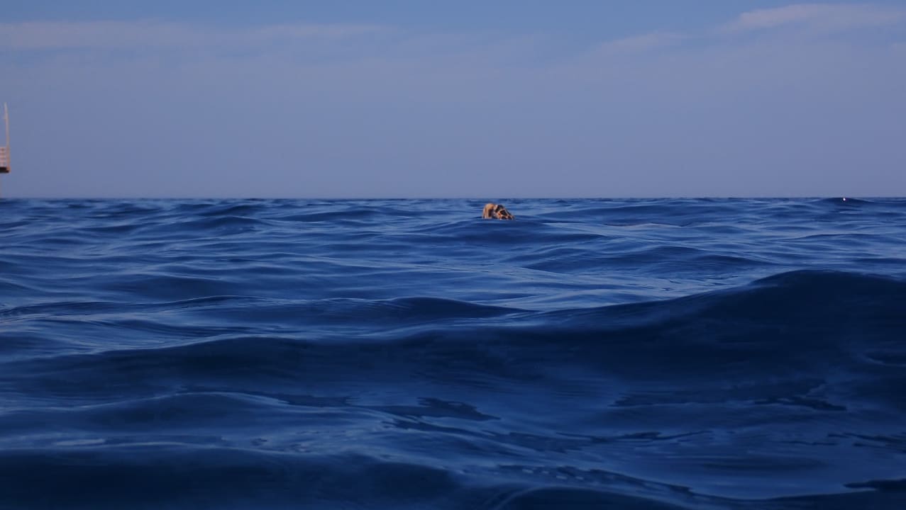 Sport & Freizeit Malikia Resort Abu Dabbab