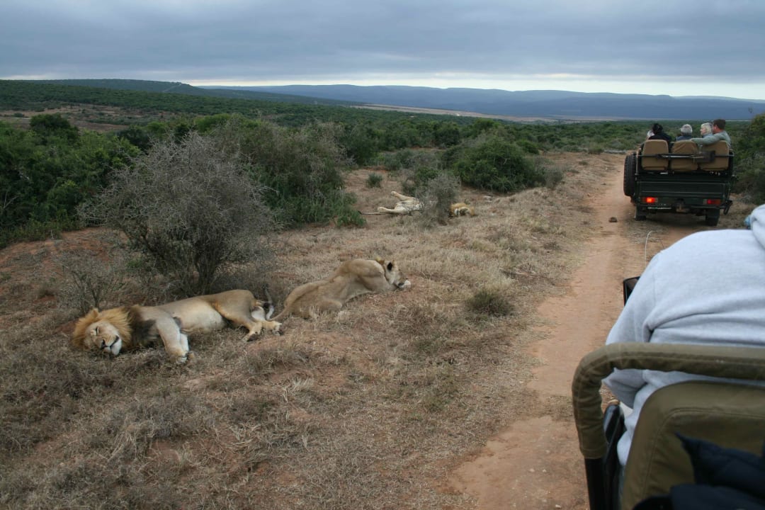 Gamedrive vom Gorah Camp Hotel Gorah Elephant Reserve