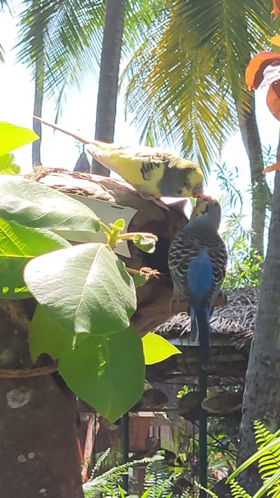 Gartenanlage Thulhagiri Island Resort