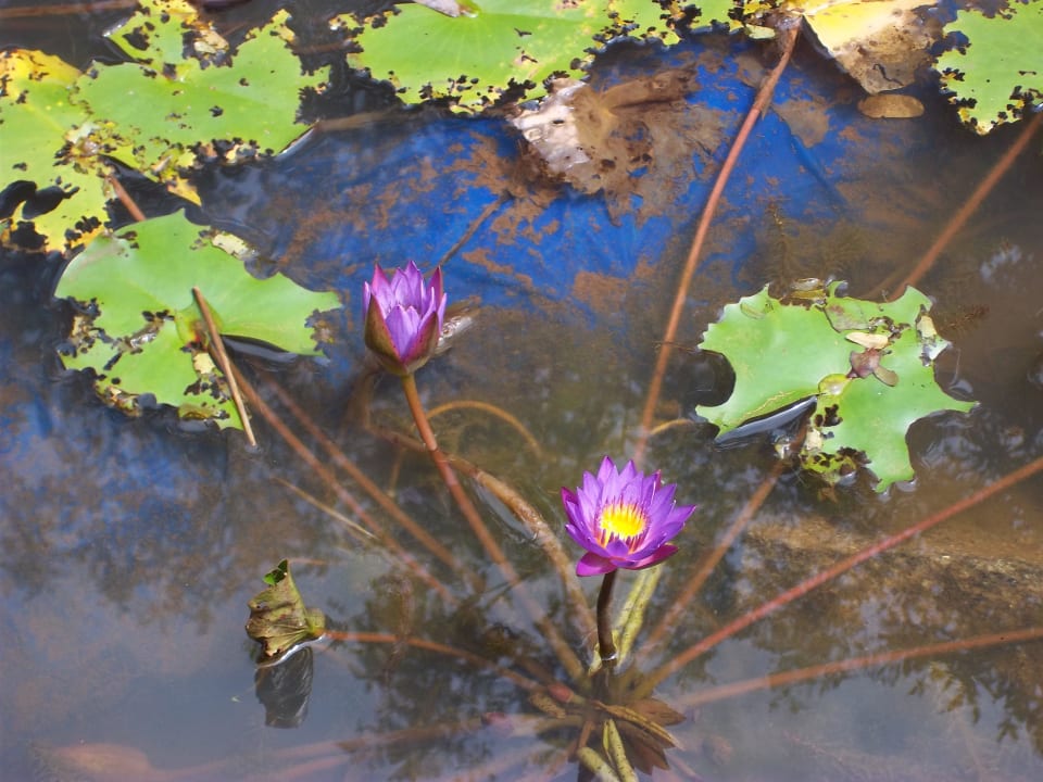 Lotosblüte ELDC Dreamcatcher House