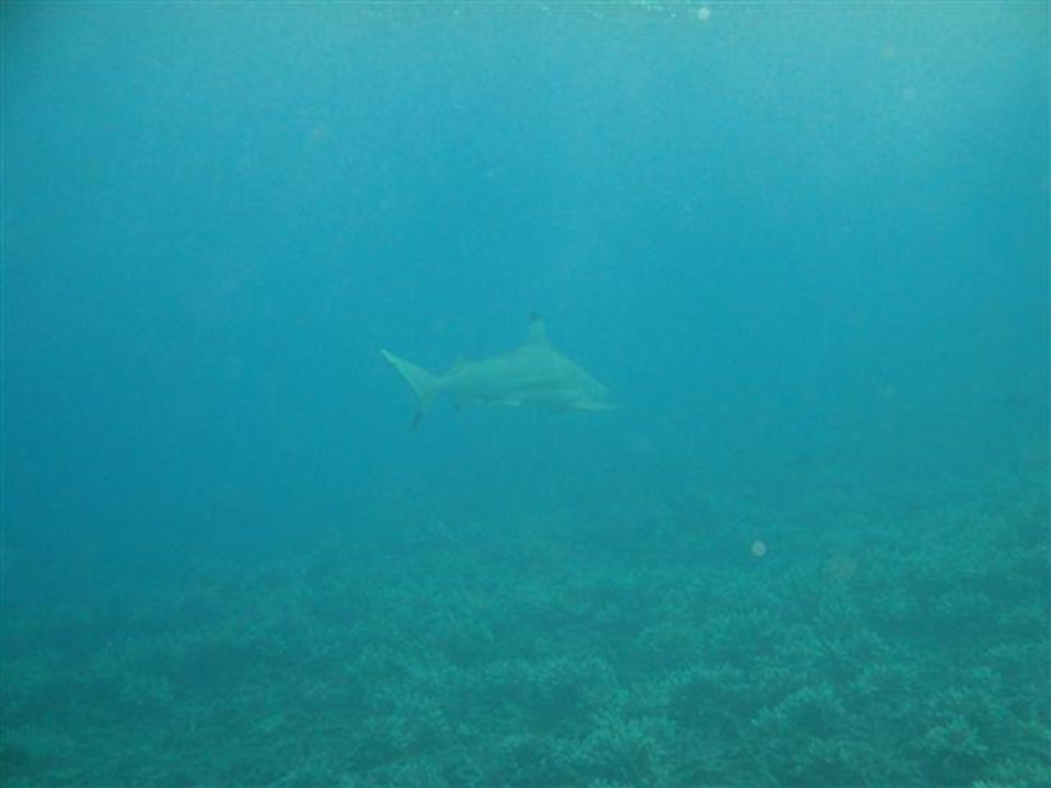 1,5m großer Hai beim Schnorcheln D'coconut Island Resort