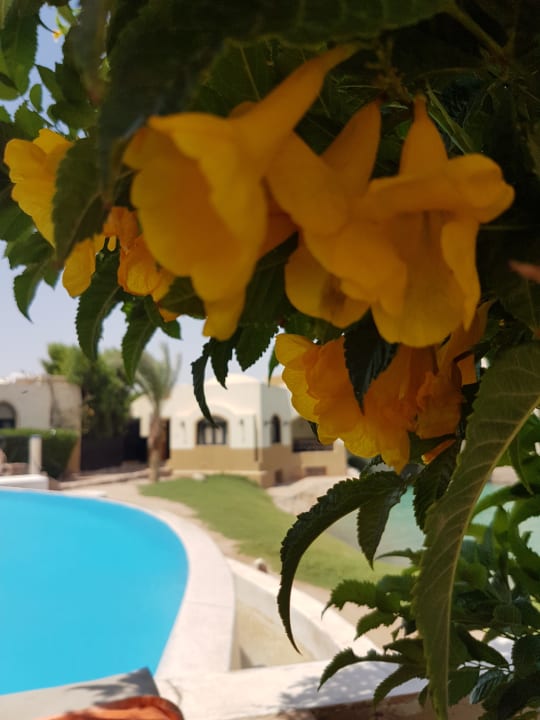 Pool Dawar El Omda - Adults only  (Im Umbau/Renovierung)