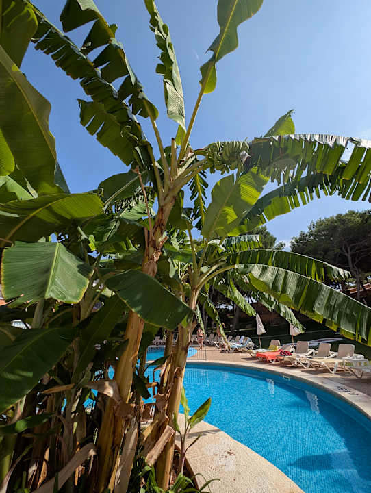 Pool Hotel Xaloc Playa