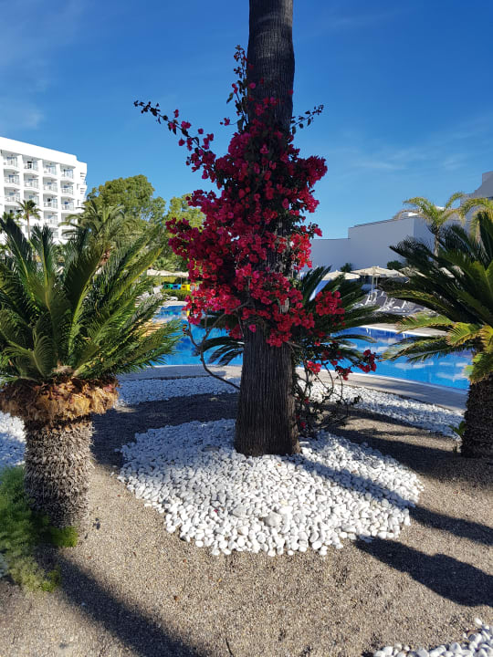 Pool Hipotels Cala Millor Park