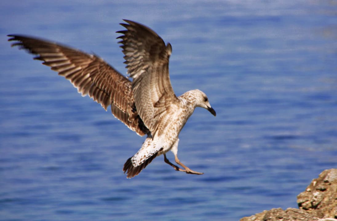 Hotel Vespera Family Hotel Vespera