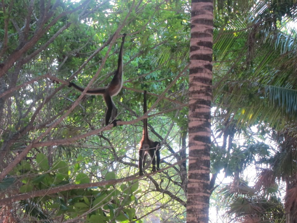 Strand Kantenah Grand Palladium Kantenah Resort & Spa