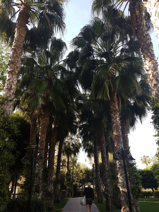 Gartenanlage Hotel Gardenia Beach