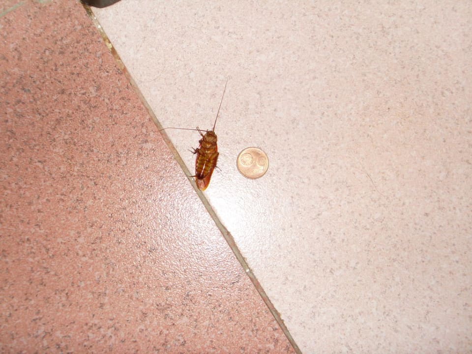 Wieder eine  Allegro Agadir