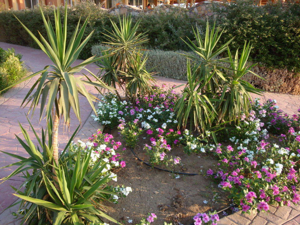 Garten Wadi Lahmy Azur Resort