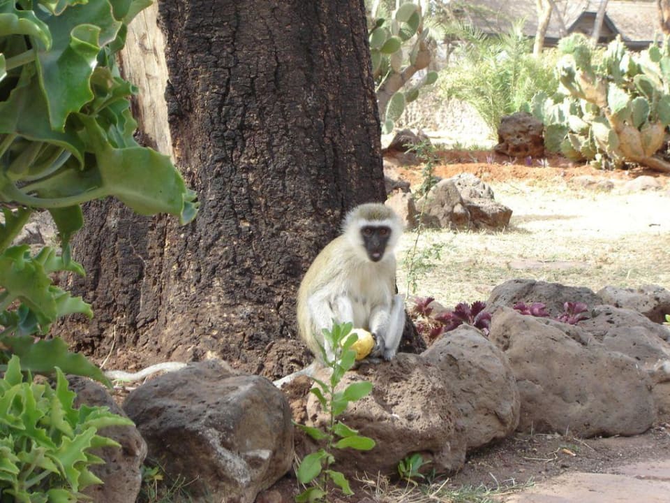 Amboseli Lodge Hotel Amboseli Sopa Lodge