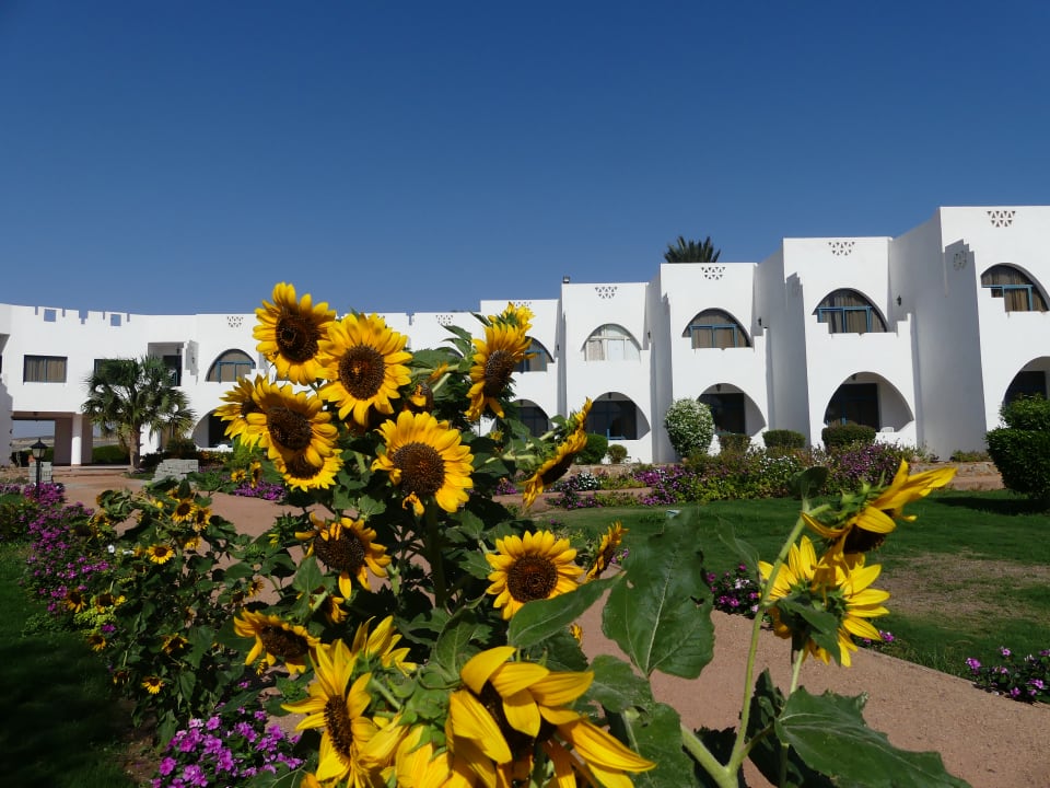 Gartenanlage Three Corners Equinox Beach Resort