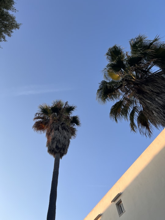 Gartenanlage Hotel Don Felipe