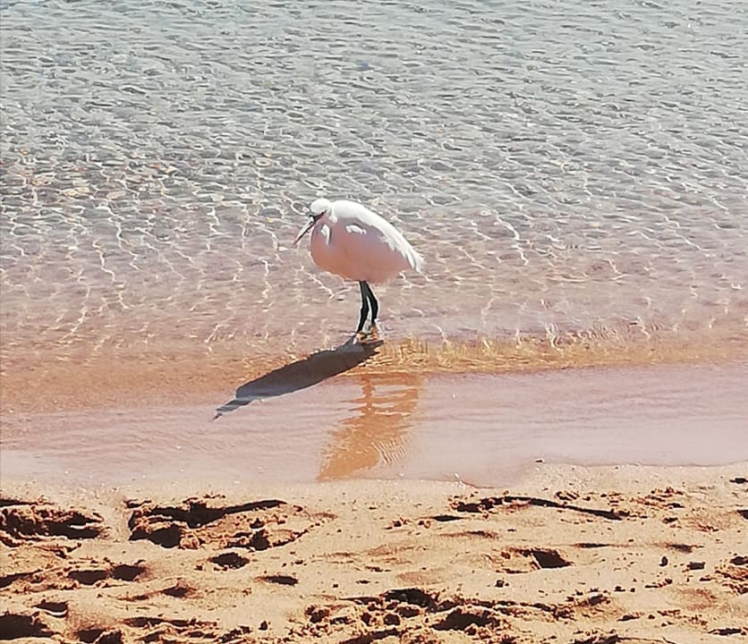 Strand Giftun Azur Resort