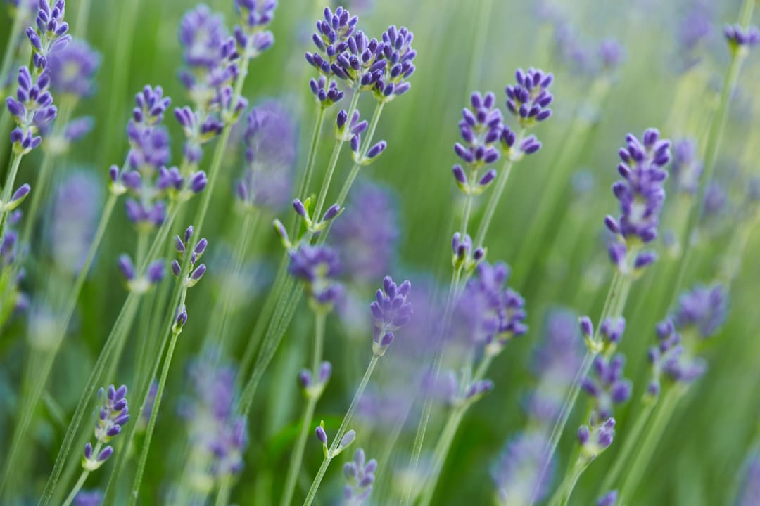 Gartenanlage Berghotel Sonnenklause