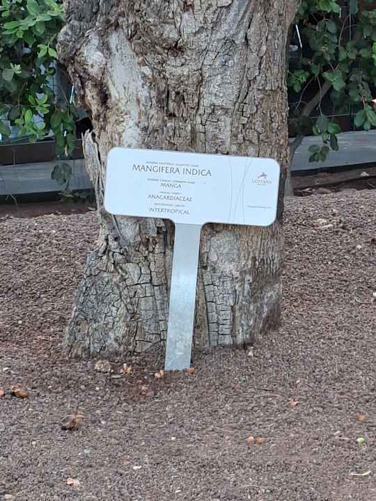 Gartenanlage Lopesan Baobab Resort