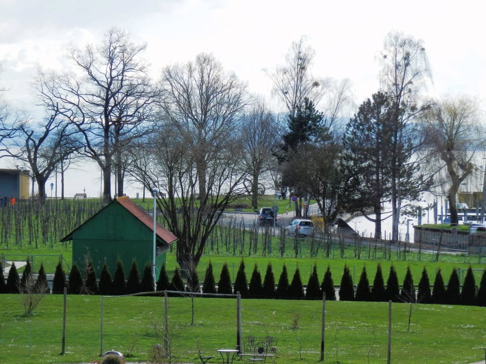 Liegewiese  Hotel Traube am See