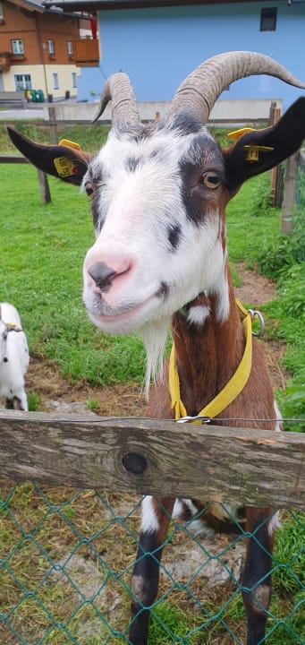 Sport & Freizeit Bauernhof Paußhof