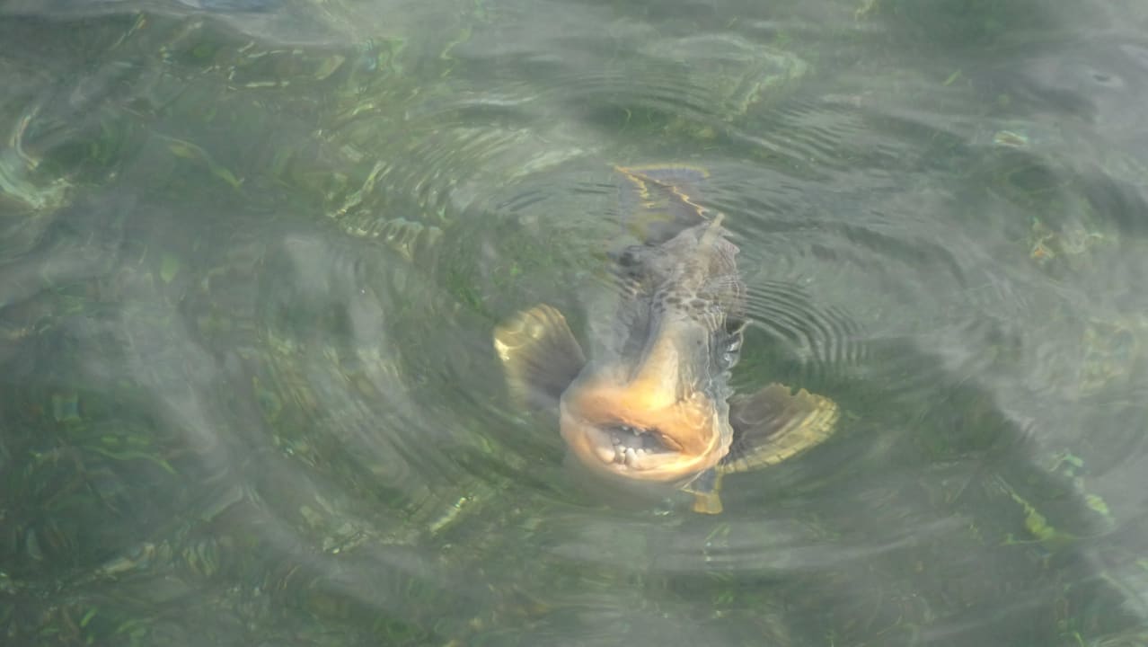 Drückerfisch Kuredu Island Resort & Spa