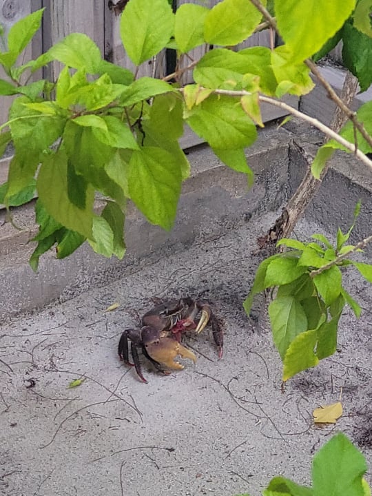 Zimmer Kuredu Island Resort & Spa